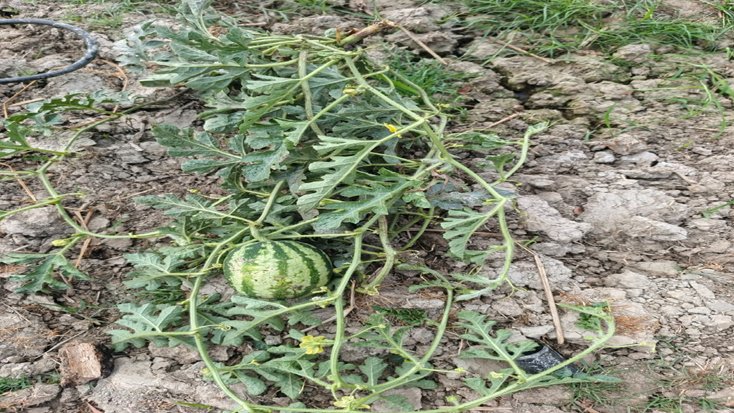 আমতলীতে পূর্বশত্রুতার জেরে তরমুজ ক্ষেত নষ্ট