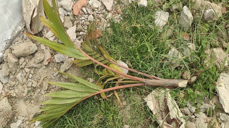 কুয়াকাটায় রাতের আঁধারে কেটে ফেলা হলো দুই শতাধিক গাছ