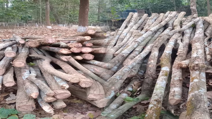 গারো পাহাড়ে উজাড় হচ্ছে শালবাগান পরিবেশ বিপর্যয়ের আশঙ্কা