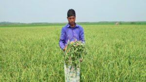 চাটমোহরে কৃষকের জমির তরমুজের গাছ উপড়ে ফেলার অভিযোগ 