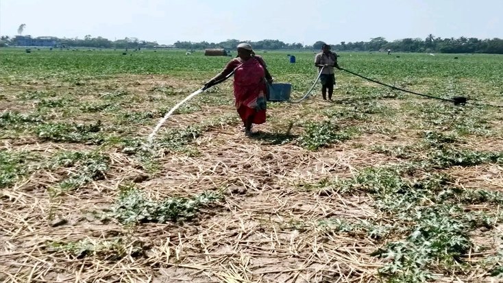 দাকোপ ও বটিয়াঘাটায় তরমুজের বাম্পার ফলনের হাতছানি