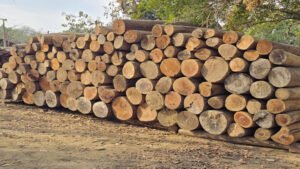 দীঘিনালায় সেনাবাহিনীর অভিযানে ১৩৮ টুকরা অবৈধ কাঠ জব্দ