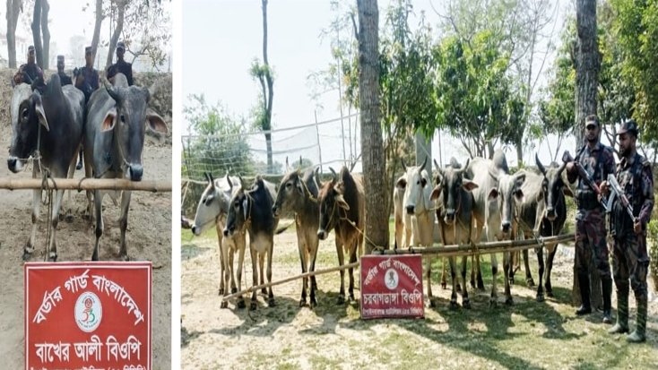 বিজিবির পৃথক অভিযানে ভারতীয় ১০ গরু জব্দ