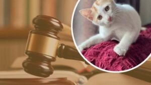 বিড়াল হত্যায় একজনের জেল