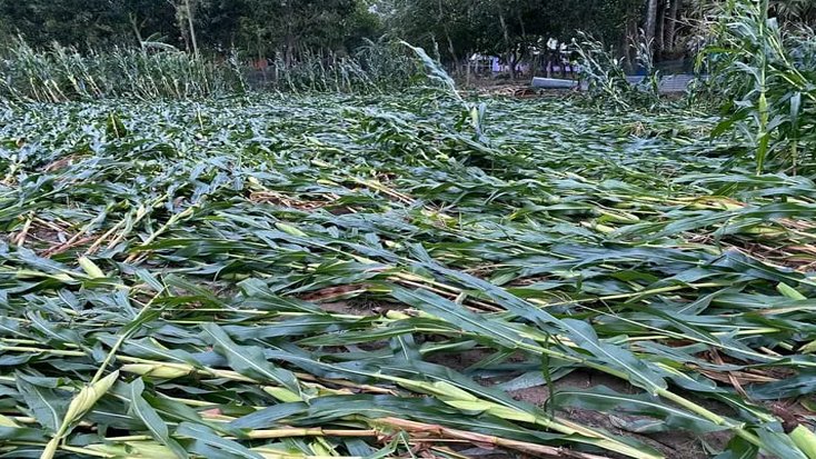 শেরপুরের ঝিনাইগাতীতে শিলাবৃষ্টিতে ভুট্টার ব্যাপক ক্ষতি