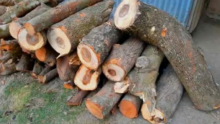 জরিমানার পরও নির্দেশনা অমান্য প্রভাবশালীদের দৌরাত্ম্য অব্যাহত