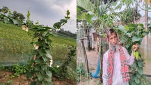 ঝিনাইগাতীতে কাঁকরোল চাষে বাম্পার ফলনের আশাবাদী কৃষক