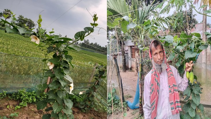 ঝিনাইগাতীতে কাঁকরোল চাষে বাম্পার ফলনের আশাবাদী কৃষক