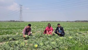 পাইকার সংকটে তরমুজ বাজার, চাষির চোখে লোকসানের শঙ্কা