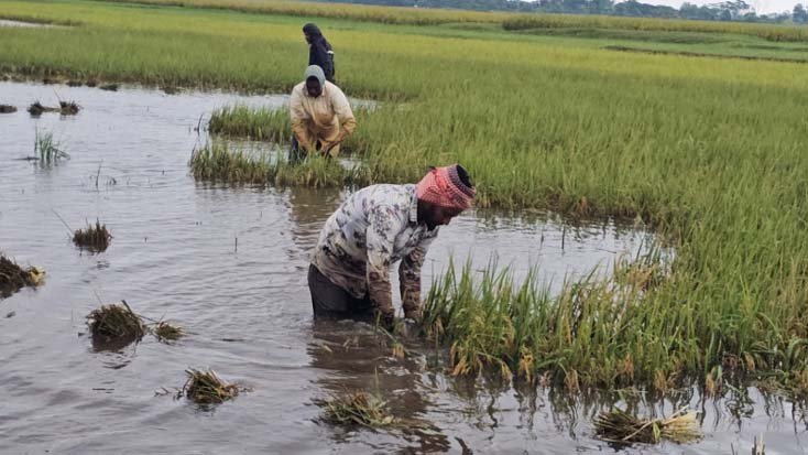 ফসল রক্ষার প্রাণপণ চেষ্টা কৃষকদের