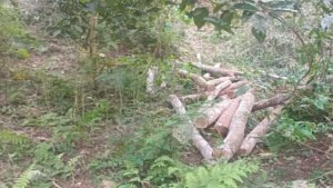 শেরপুর সীমান্তঘেঁষা গারো পাহাড় ধ্বংসের পথে