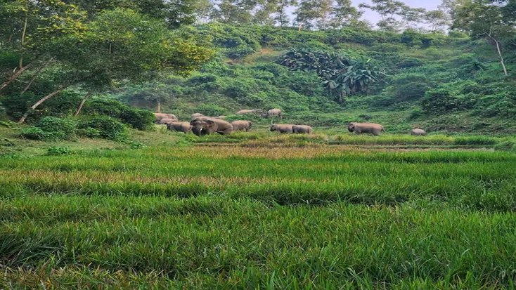 শেরপুর সীমান্তে বন্যহাতির আতঙ্কে আধাপাকা ধান কাটছে কৃষক
