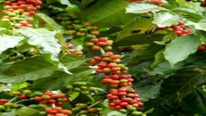 শেরপুরে কফি চাষে আশার আলো দেখাচ্ছেন উদ্যোক্তা