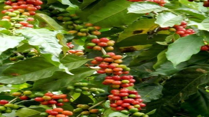 শেরপুরে কফি চাষে আশার আলো দেখাচ্ছেন উদ্যোক্তা