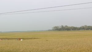 শেরপুরের ঝিনাইগাতীতে আগাম জাতের বোরো ধান কাটা শুরু