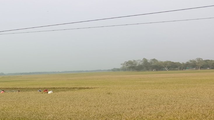 শেরপুরের ঝিনাইগাতীতে আগাম জাতের বোরো ধান কাটা শুরু