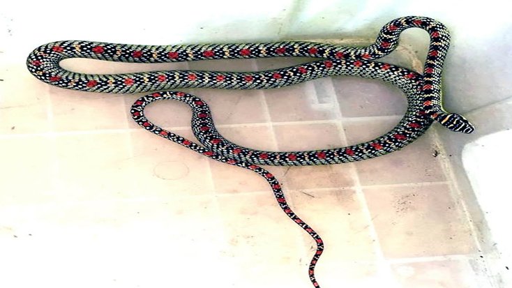 শ্রীমঙ্গল হাসপাতালের উদ্ধার হলো কালনাগিনী সাপ