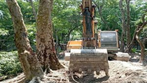 সামাজিক বনায়নের গাছ না কেটে বেড়িবাঁধ সংস্কারের অভিযোগ