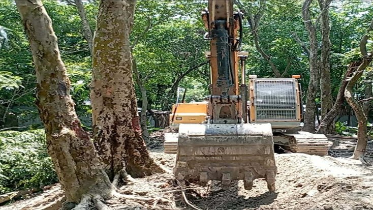 সামাজিক বনায়নের গাছ না কেটে বেড়িবাঁধ সংস্কারের অভিযোগ