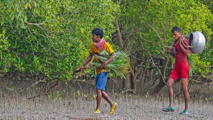 সুন্দরবনে আজ থেকে শুরু হলো মৌয়ালরা