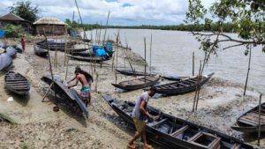 সুন্দরবনে দস্যু আতংকে মধু সংগ্রহে ধস লোকসানে বাওয়ালি ও মহাজনেরা