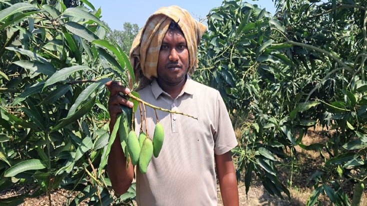 ‘ব্যানানা ম্যাঙ্গো’ বছরে দুবার ফলন ও রপ্তানির স্বপ্নে বিভোর পলাশ