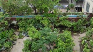 অসুস্থ মায়ের জন্য ছাদবাগান, বদলে গেল আলামিনের ভাগ্য