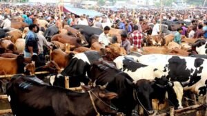 ঈদুল আজহা উপলক্ষে সারাদেশে বসছে ৩৬০০ পশুর হাট