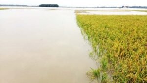কমলগঞ্জে ৫শ হেক্টর জমির ফসল ক্ষতিগ্রস্ত