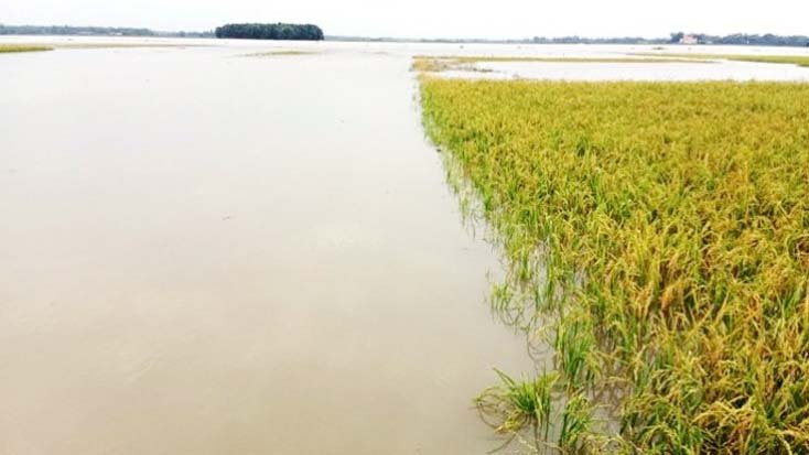কমলগঞ্জে ৫শ হেক্টর জমির ফসল ক্ষতিগ্রস্ত