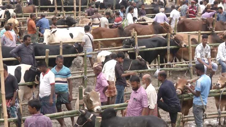 কুরবানির পশুর হাটে চাঁদাবাজি চলবে না প্রতিমন্ত্রীর