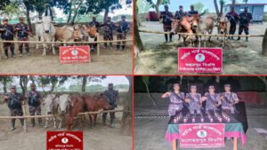 চাঁপাইনবাবগঞ্জে বিজিবির অভিযান ১৪টি ভারতীয় গরু ও ৩৫ বোতল মদ জব্দ