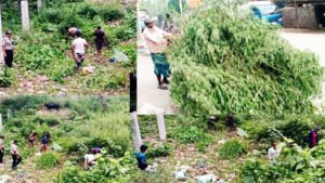 ডিএনসির অভিযানে ৫,২৬০টি ভাং গাছ উদ্ধার