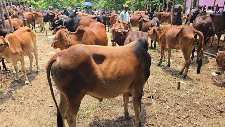 দেশের উৎপাদিত গরু দিয়েই কোরবানির চাহিদা মেটানোর লক্ষ্য প্রাণিসম্পদ মন্ত্রী