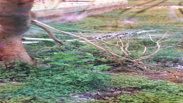 বিদ্যুতের খুঁটি উপড়ে পরে প্রাণ হারালেন স্কুল শিক্ষিকা, আহত ২