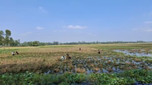রংপুরে পোল্ট্রি খামারের বিষাক্ত বর্জ্যে ফসলের ব্যাপক ক্ষতি, দুই শতাধিক কৃষক