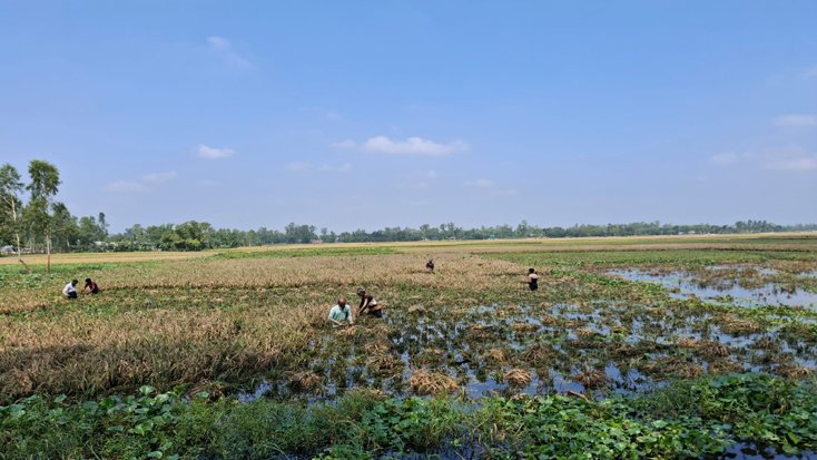 রংপুরে পোল্ট্রি খামারের বিষাক্ত বর্জ্যে ফসলের ব্যাপক ক্ষতি, দুই শতাধিক কৃষক