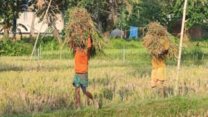 শেরপুর হাতির ভয়ে কাঁচা ধান কাটছেন কৃষকেরা