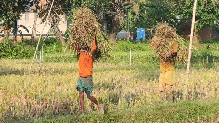 শেরপুর হাতির ভয়ে কাঁচা ধান কাটছেন কৃষকেরা