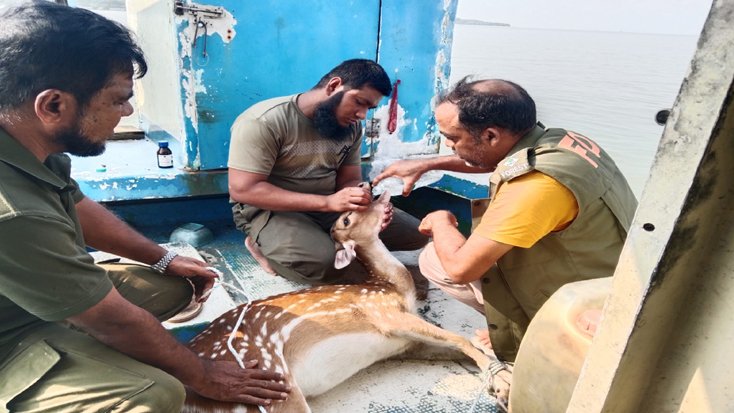 সুন্দরবনের দুটি হরিণ উদ্ধার করেছেন বন রক্ষীরা