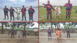 ​চাঁপাইনবাবগঞ্জ বিজিবির অভিযান ৪টি ভারতীয় গরু জব্দ
