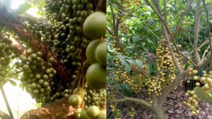 শেরপুরের ঝিনাইগাতীতে লটকন চাষে বাম্পার ফলন