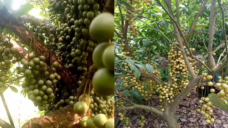 শেরপুরের ঝিনাইগাতীতে লটকন চাষে বাম্পার ফলন