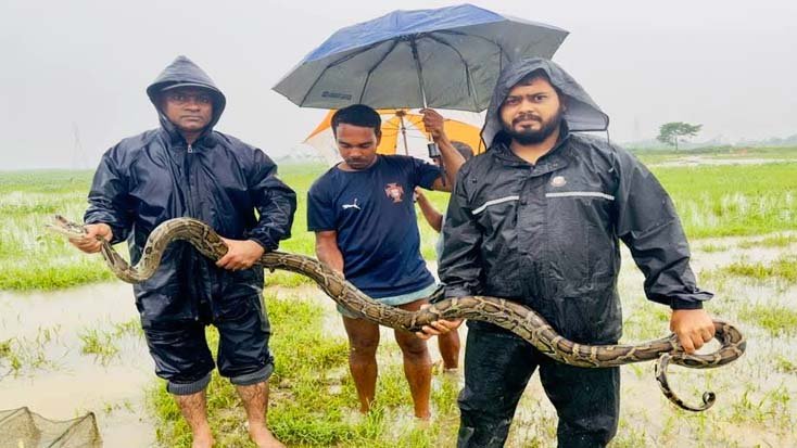 শ্রীমঙ্গলে মাছ শিকারের জালে ধরা পড়লো বিশালাকার অজগর