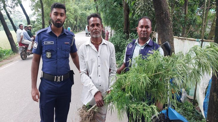 সুনামগঞ্জের হরিনগরে গাঁজার গাছসহ ১ জন আটক