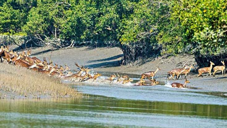 ৩ মাস জন্য সুন্দরবনে প্রবেশ নিষেধাজ্ঞা, খোলা থাকবে করমজল