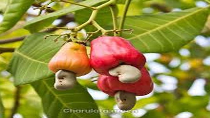 আনারসের পাশে জায়গা করে নিচ্ছে কাজুবাদাম