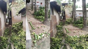 কালীগঞ্জে সাবেক ইউপি সদস্যের জমি দখলের অভিযোগ