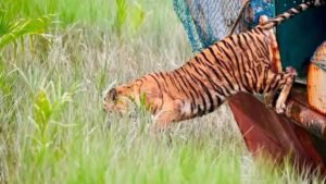 ছয় মাস পর সুন্দরবনে ফিরল সেই বাঘিনী অবমুক্ত করেন প্রতিমন্ত্রী