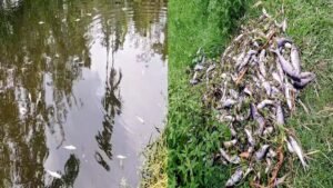 রংপুরে টিকে গ্রুপের কারখানার বিষাক্ত শিল্পবর্জ্যে মরছে মাছ